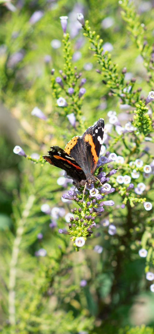 monarch, butterfly, branch, flowers, macro