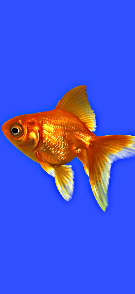 goldfish, fish, blue background, digital art