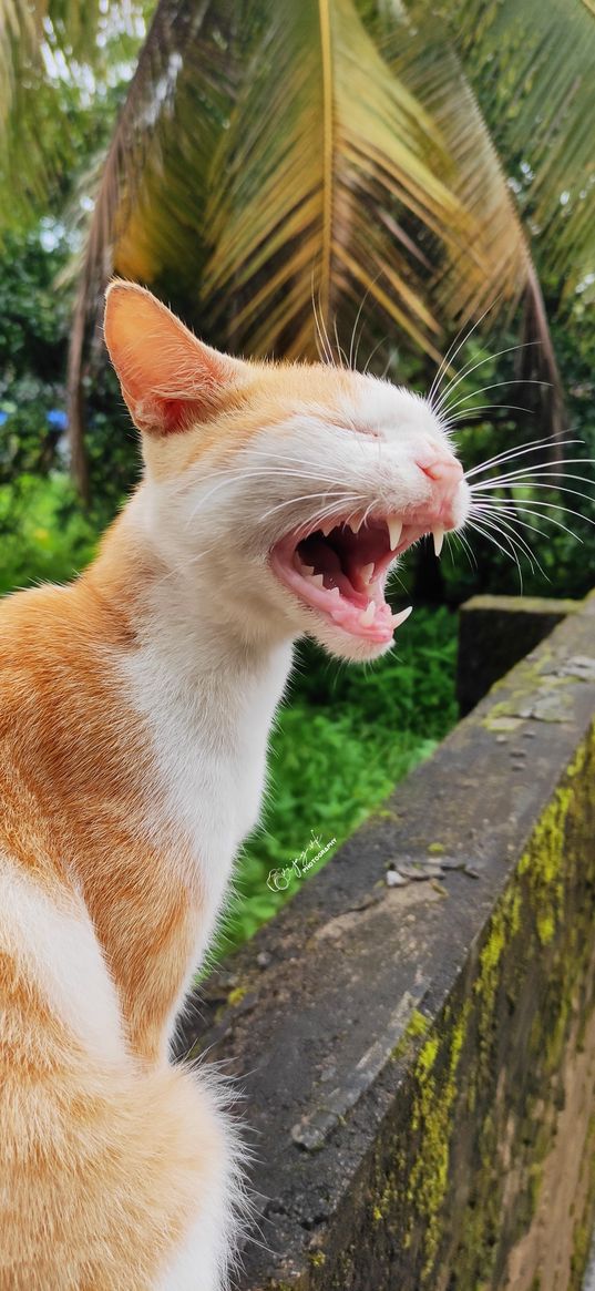 cat, cats, whitecats, yawn, funny