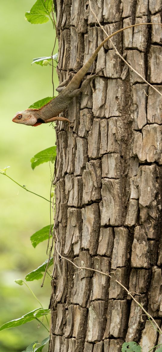 gecko, lizard, reptile, bark, tree