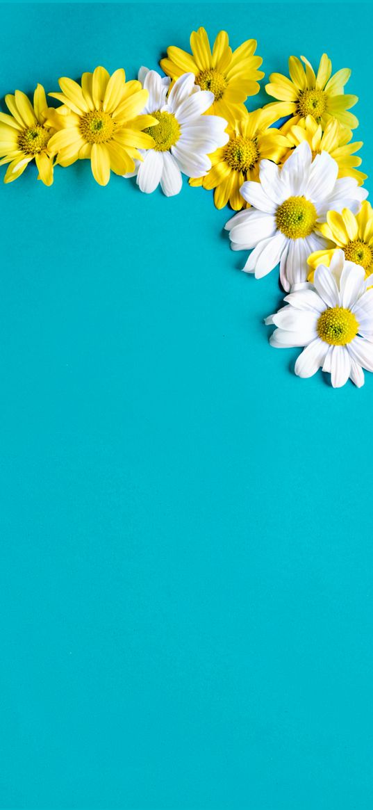 daisies, flowers, white, yellow, turquoise background