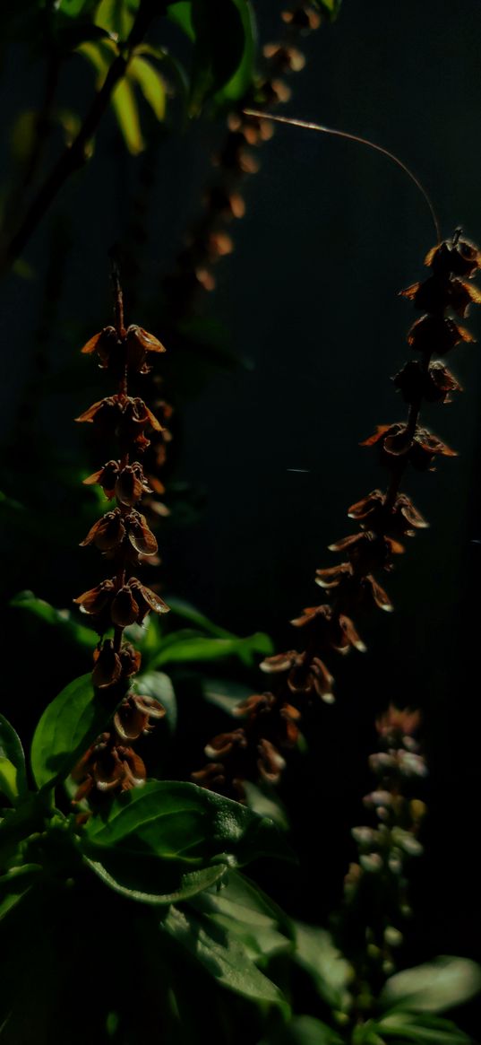 nature, plants, blossoms, macro