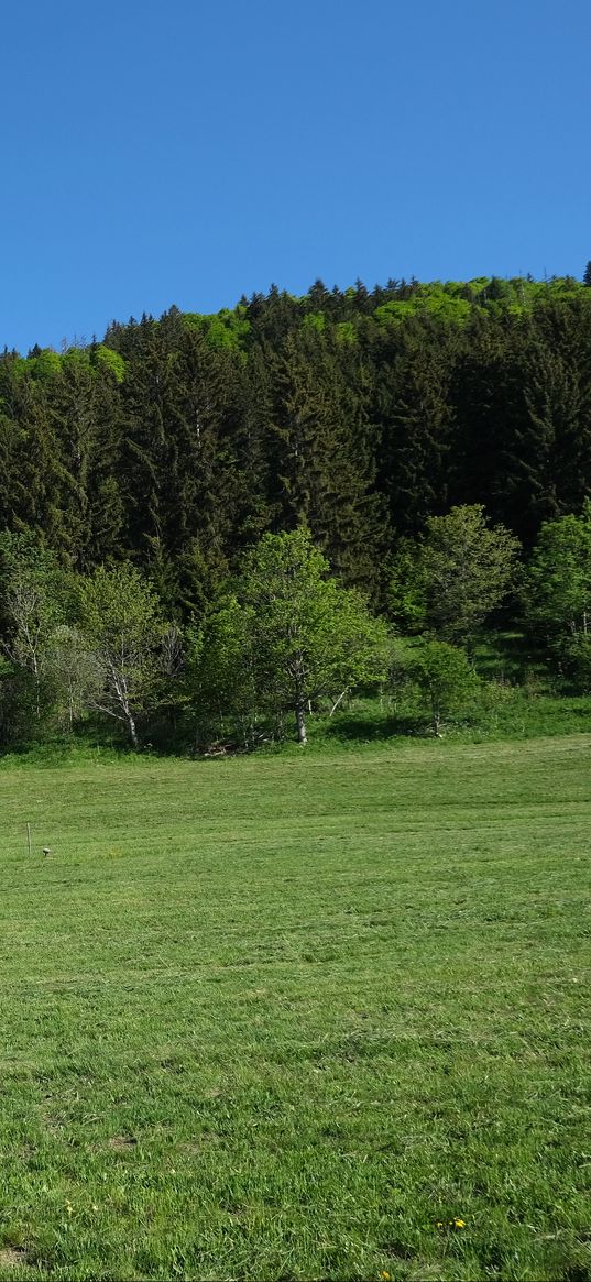 trees, forest, glade, landscape