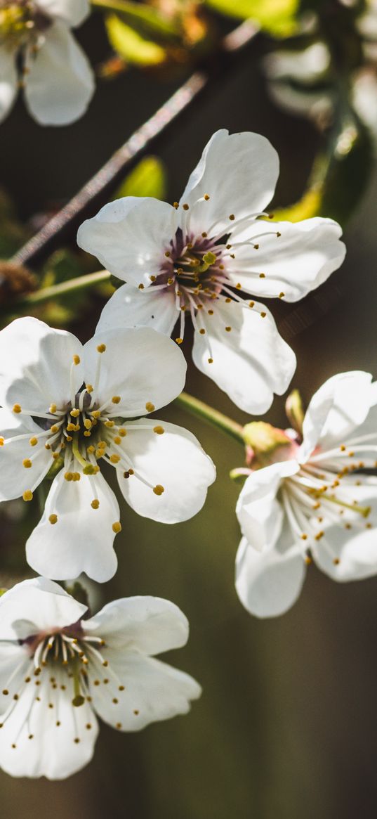 cherry, flowers, petals, stamens, white