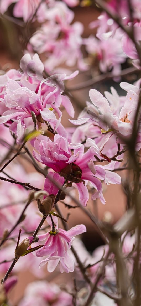 magnolia, flowers, petals, branches, pink