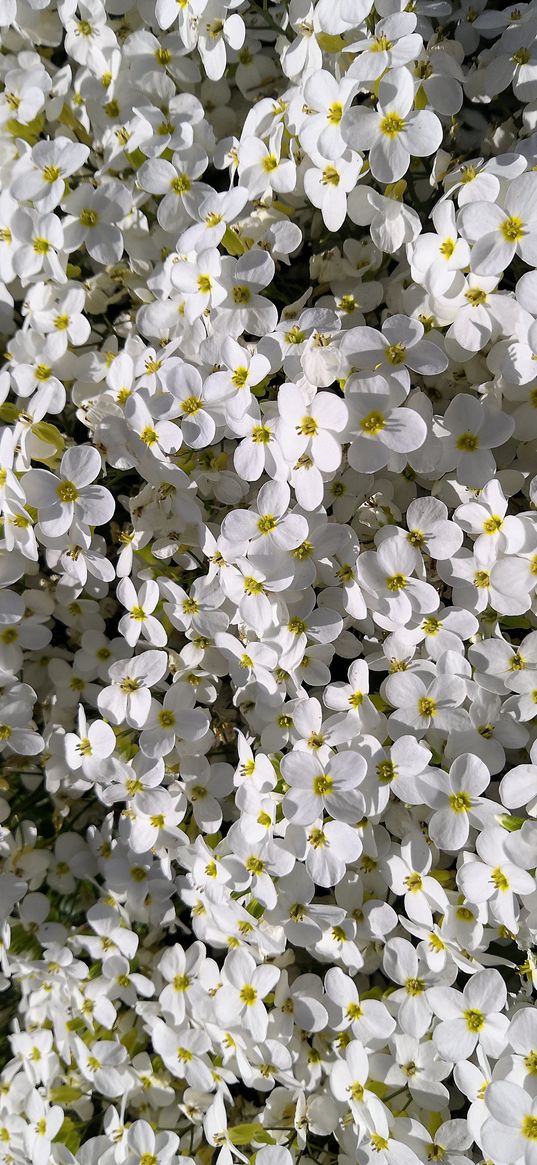 flowers, white, garden, spring, nature