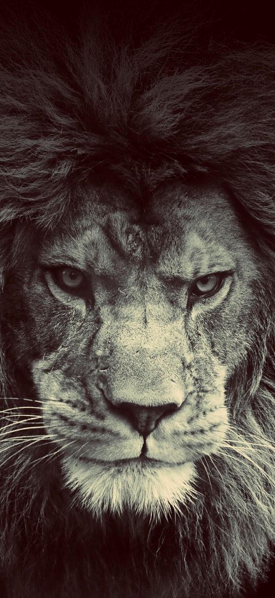 lion, animal, predator, muzzle, dark, sepia