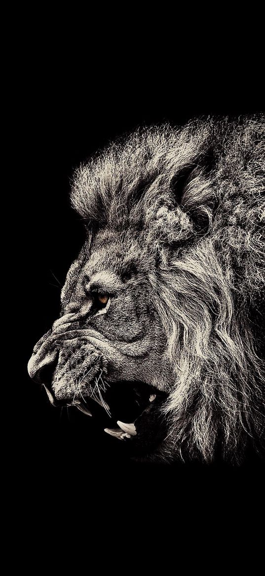 lion, animal, predator, muzzle, roar, black background