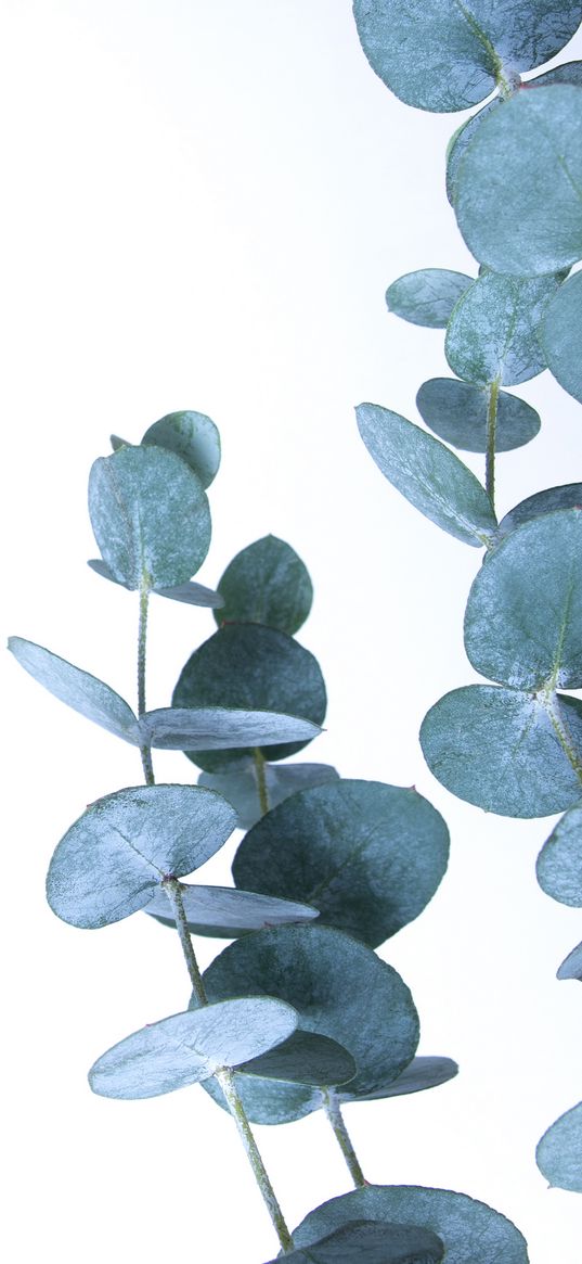 eucalyptus, leaves, plant, white background, nature