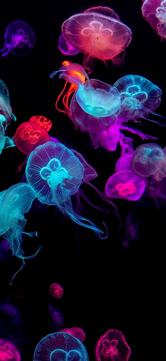 jellyfish, animals, colorful, water, black background