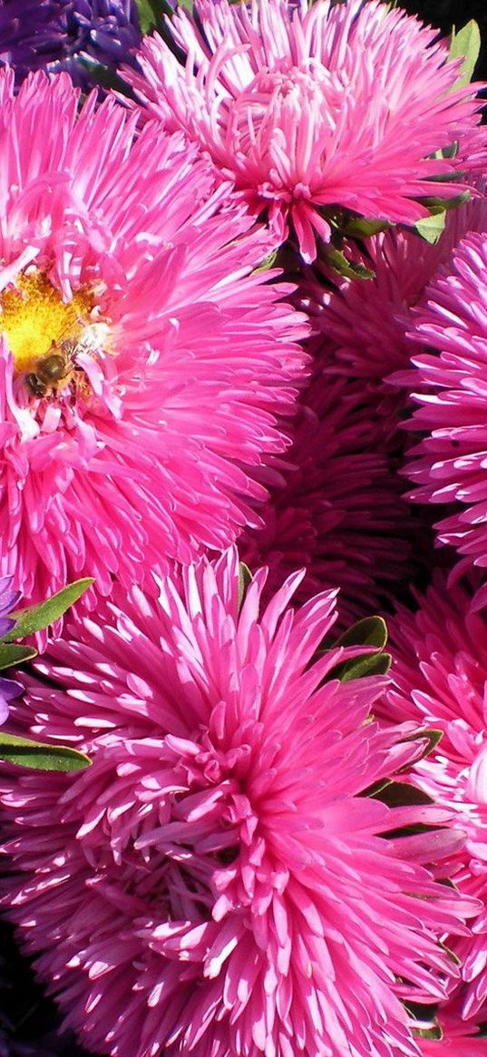 asters, flowers, bouquet, bright, close-up