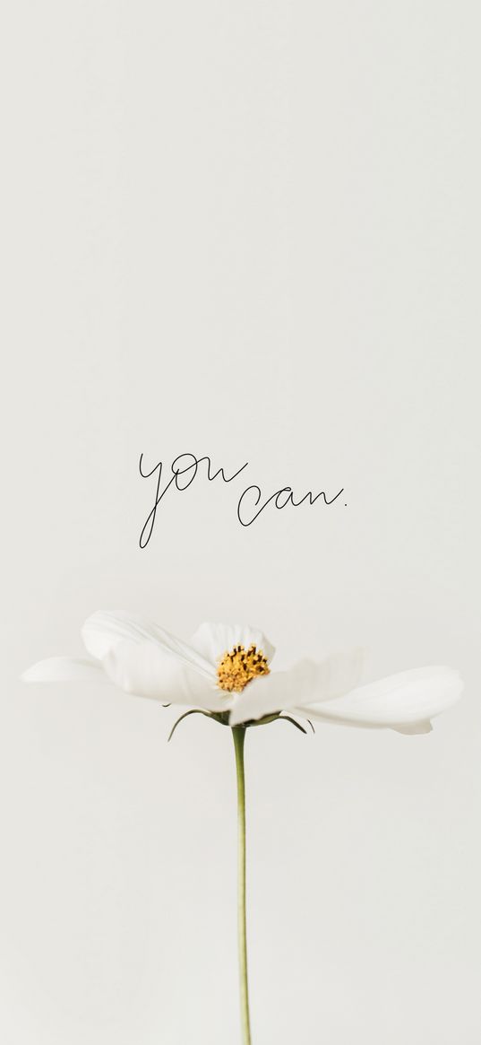 inscription, flower, text, motivation