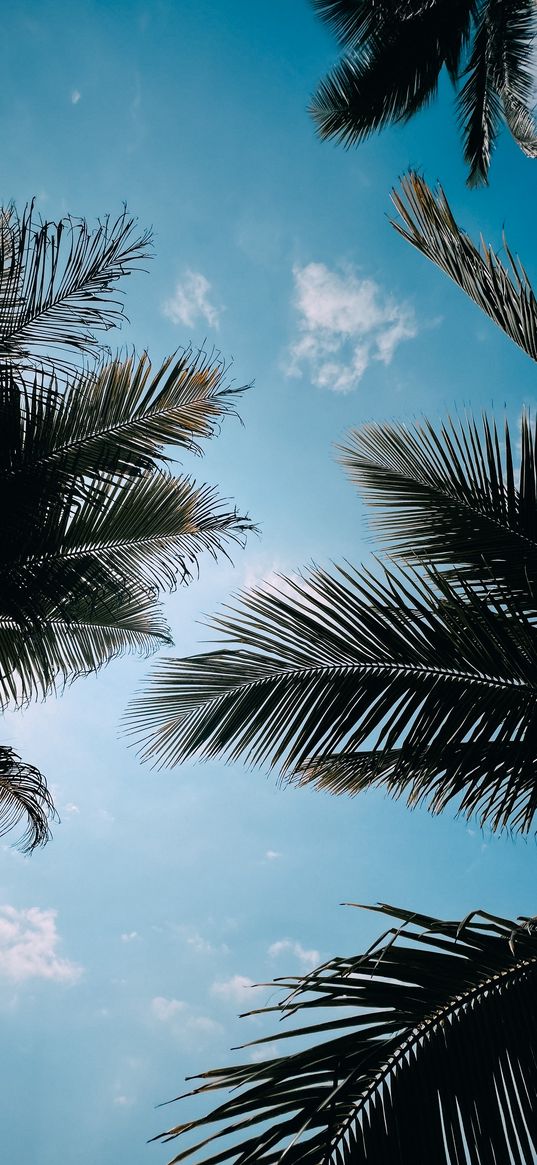 sky, palm, nature