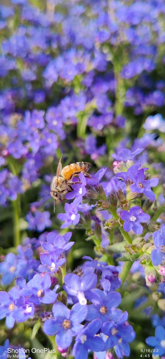 flower, nature, kashmir, bee