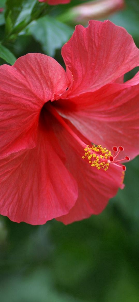 hibiscus, chinese rose, red