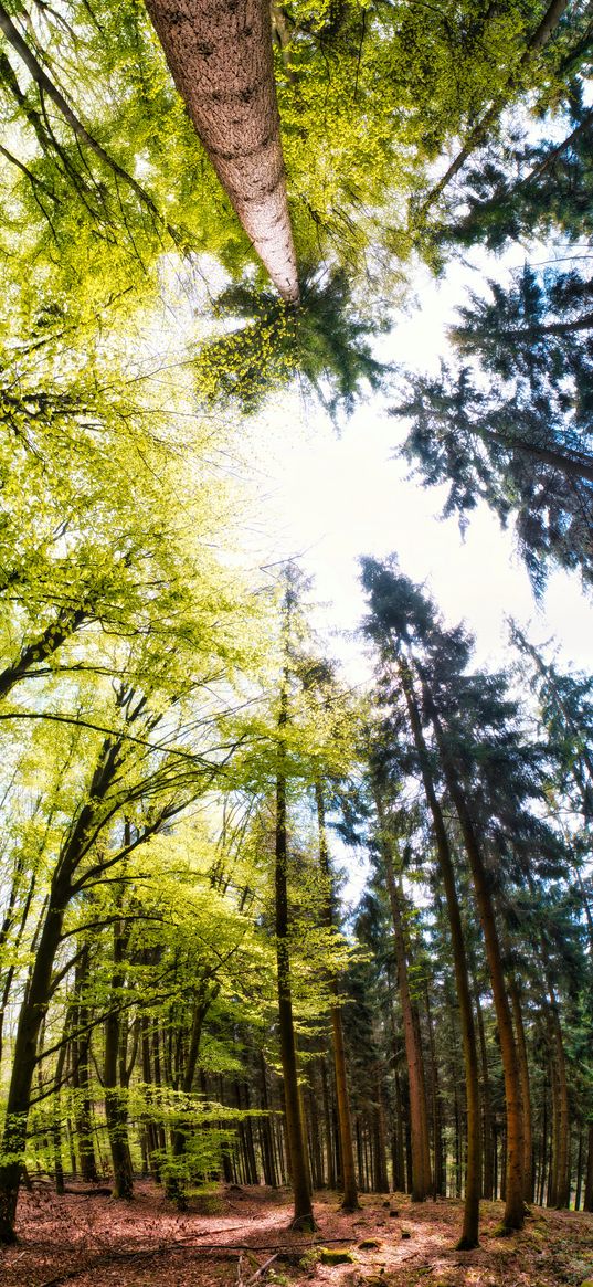 forest, trees, panorama, nature