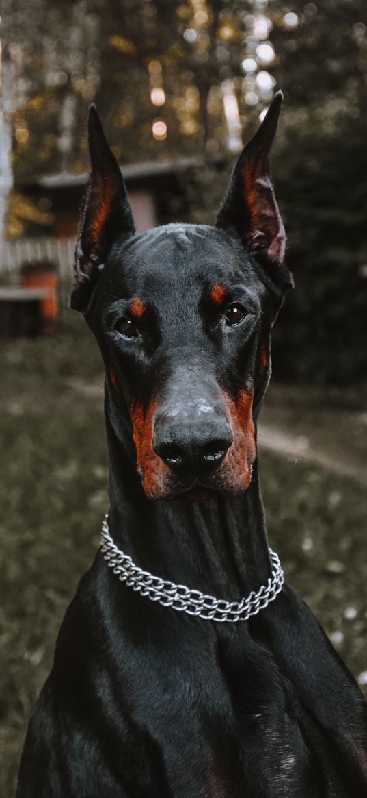 doberman, dog, pet, animal, chain, nature