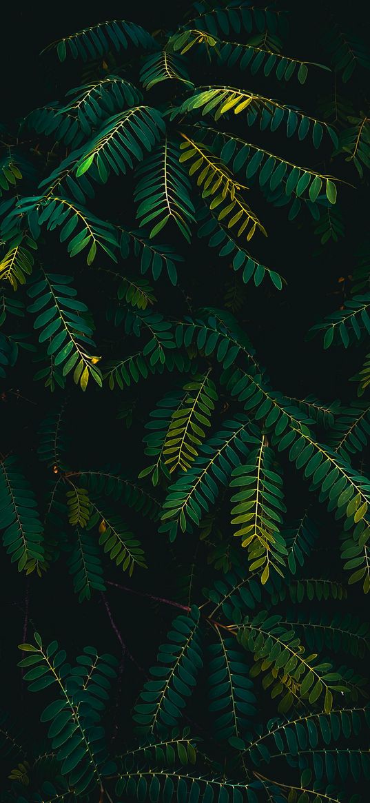 leaf, nature, photography