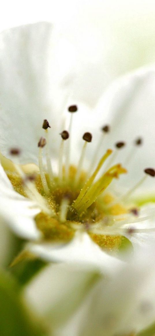 flower, plant, flowering, green, white