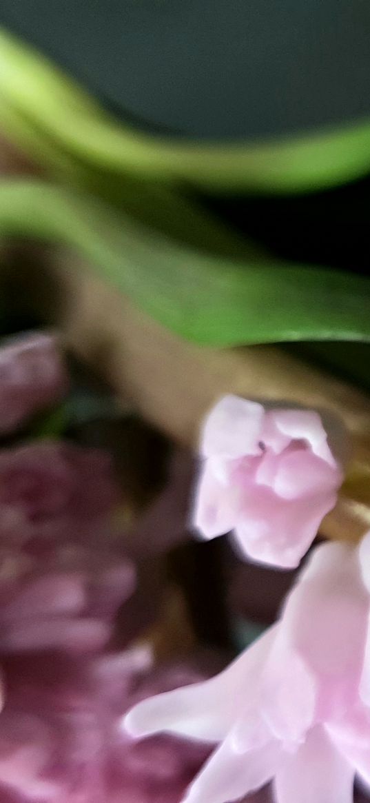 hyacinth, flowers, greenery