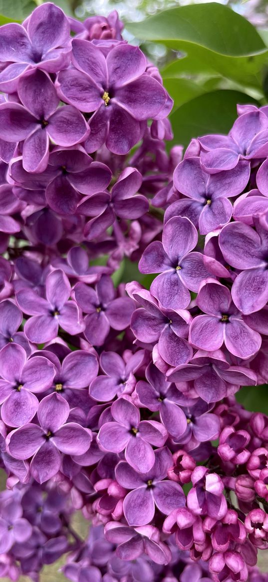 lilac, flowers, nature, photo