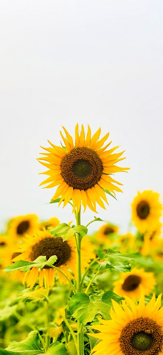 nature, sunflower, flower