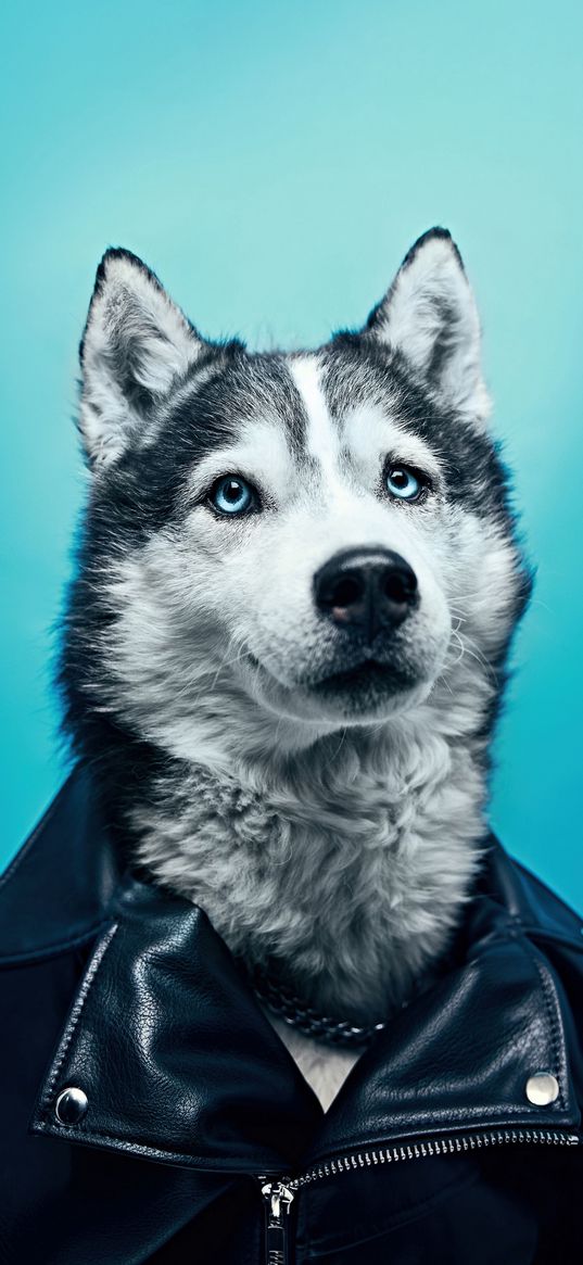 husky, dog, gangster, hero, faithful, legend, blue eyes, jacket, don