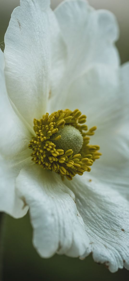 stamens, petals, flower, macro, white