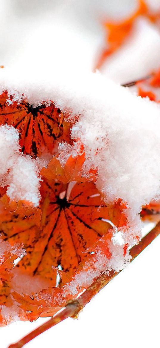 flowers, plants, snow, orange, bright