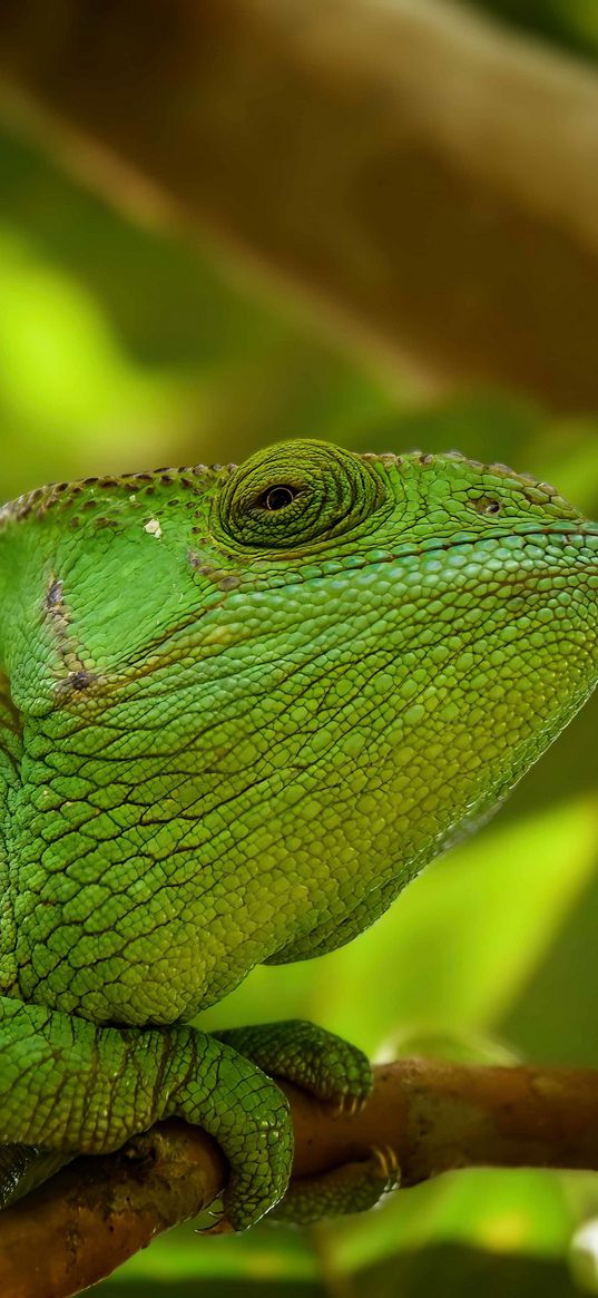 iguana, reptile, lizard, blur, green