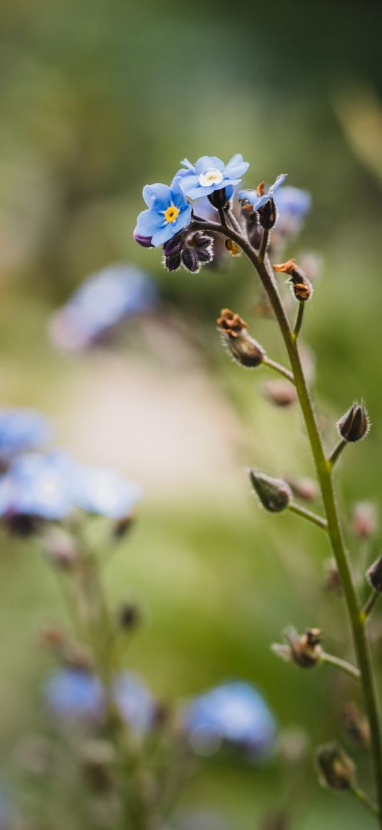 myosotis, petals, buds, flower