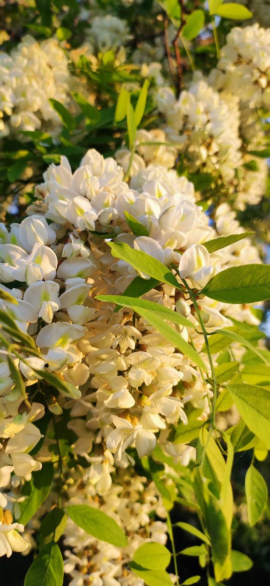 acacia, flowers, plant, white, sun rays, nature