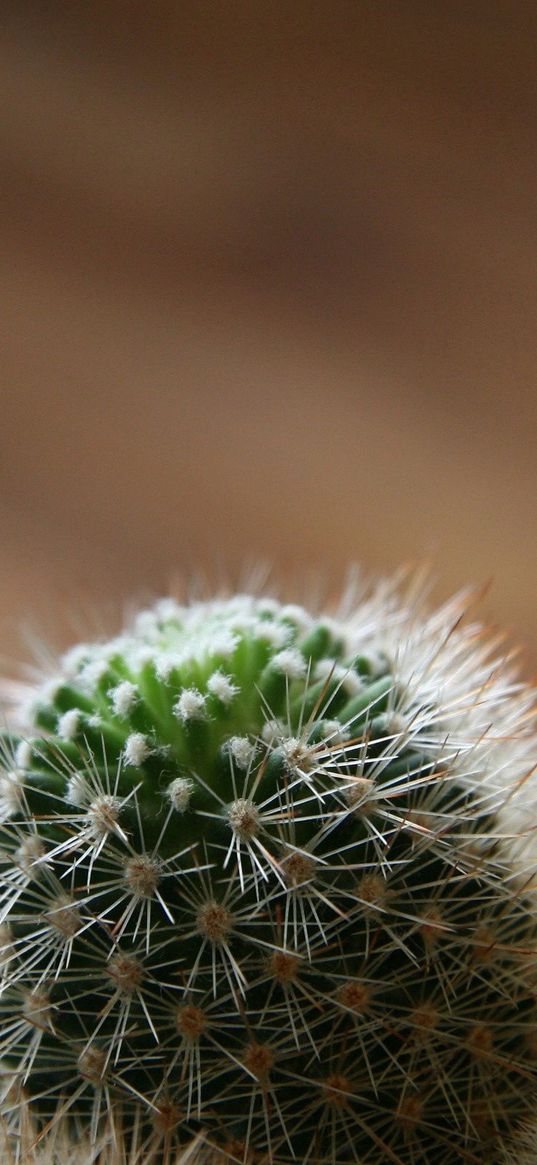 cactus, green, spiky, white