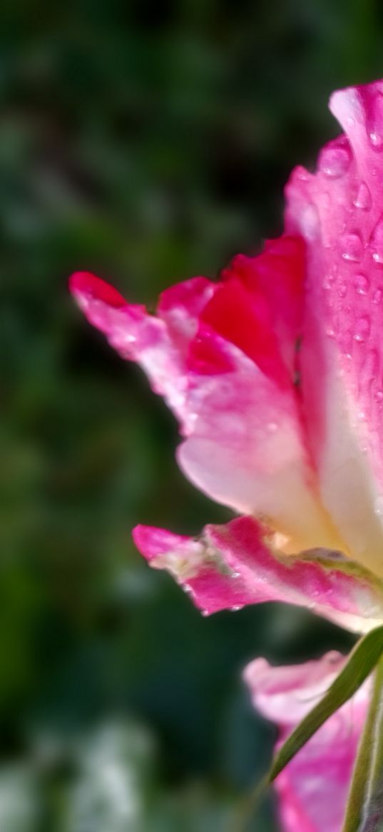 flowers, rose, raindrops