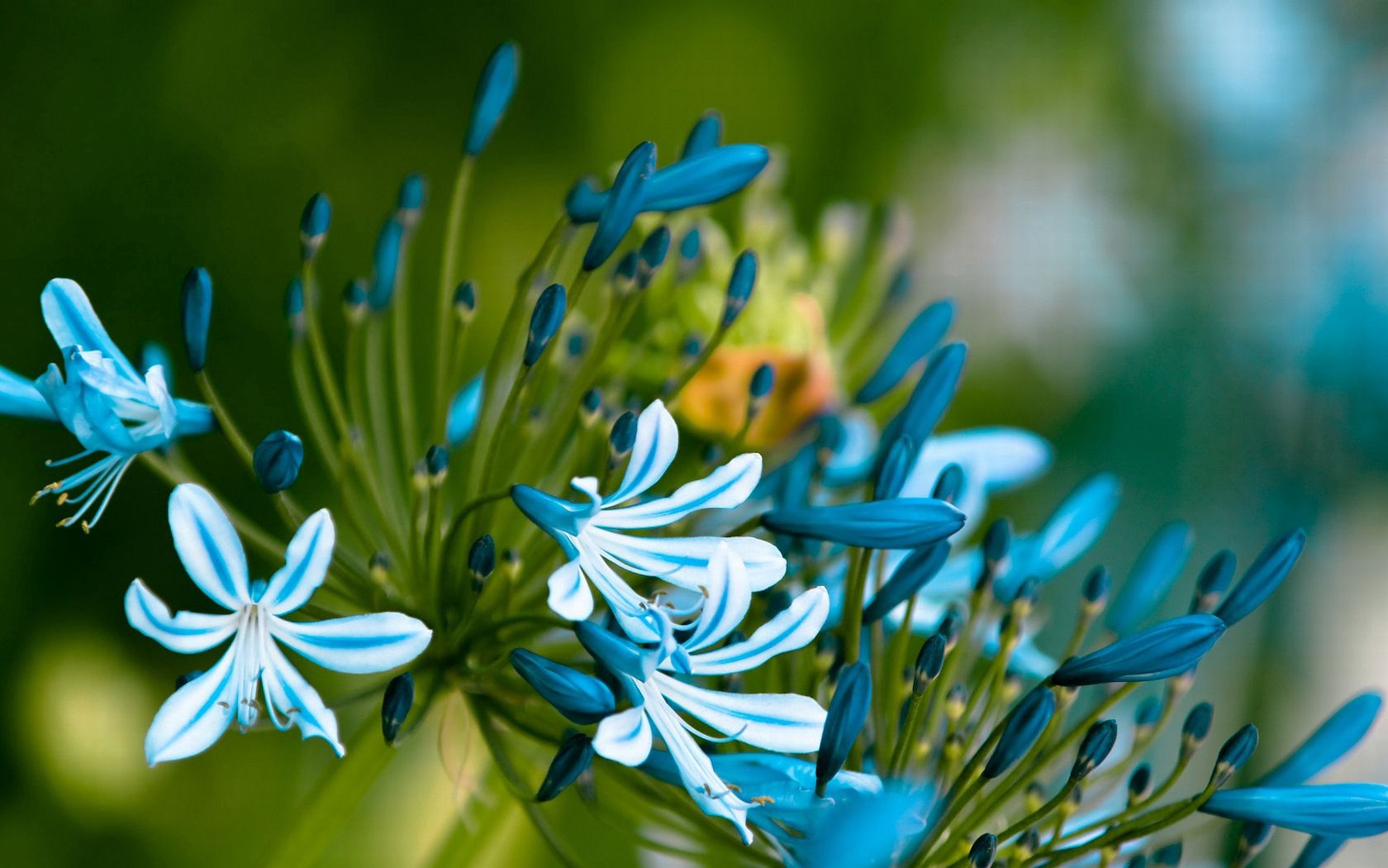 flowers, blue, green, macro, petals