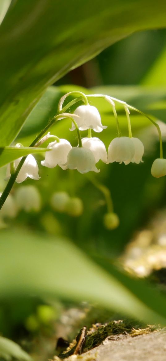 lily of the valley, flowers, leaves, spring