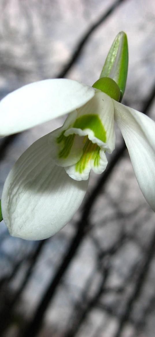 snowdrop, white, green, flower, stem