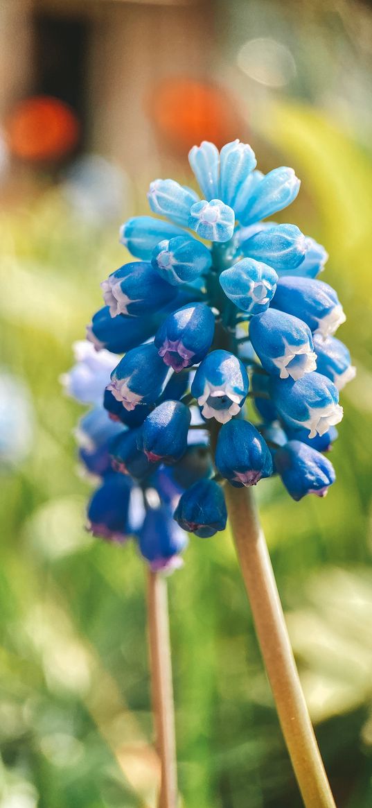 muscari, flower, blue, nature