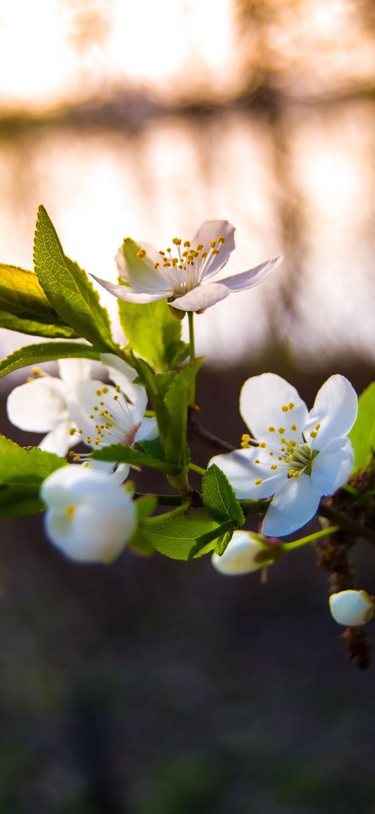 flowers, blooming, white, spring, summer