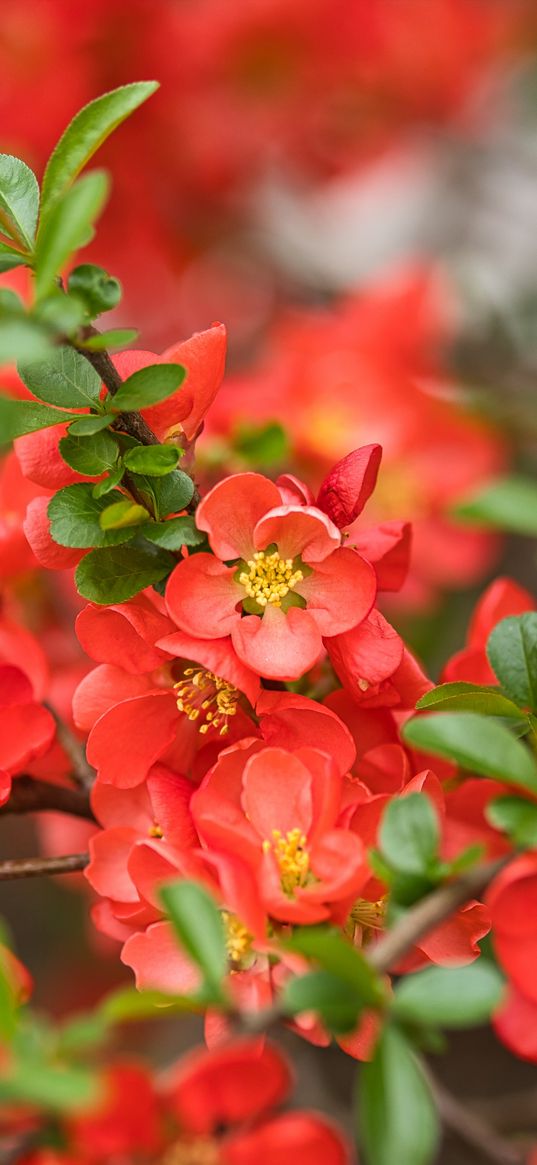 quince, flowers, petals, red