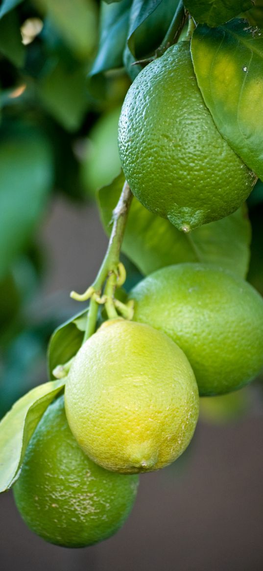 lemons, branch, leaves, macro