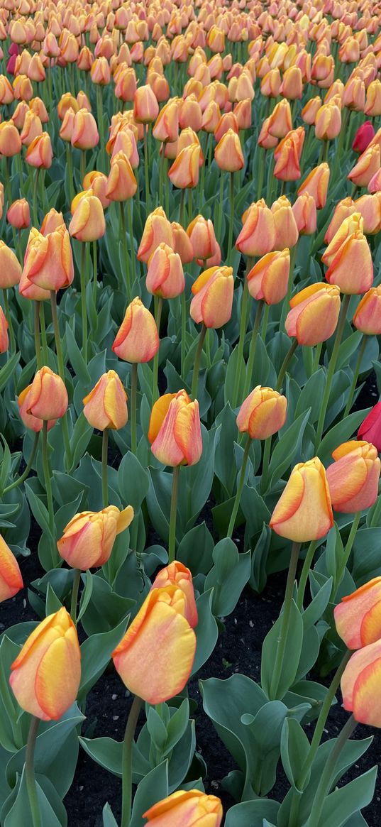 tulips, flowers, pink, yellow, flower bed, garden