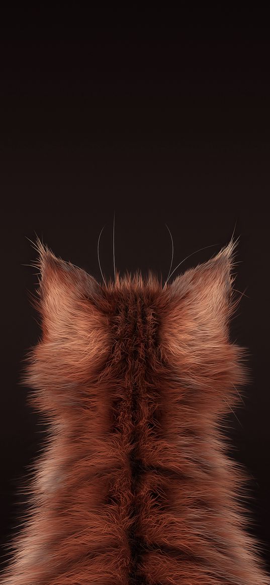 cat, ginger, animal, brown background