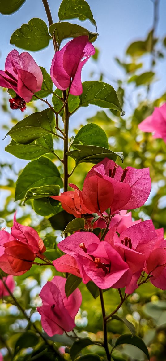 bougainvillea, flowers, leaves, pink, plant, nature