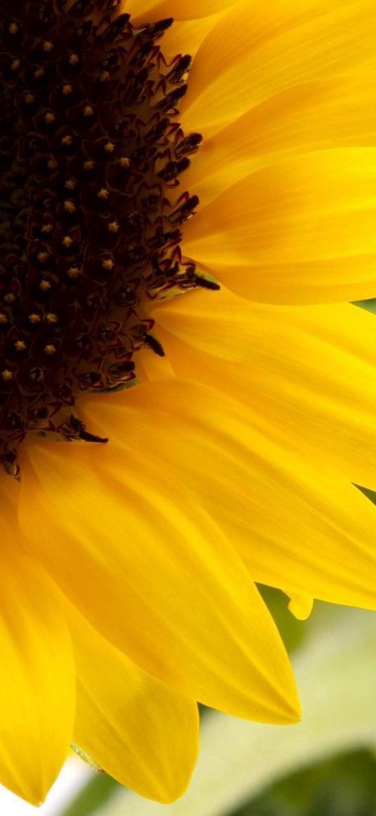 sunflower, yellow, green, flowering