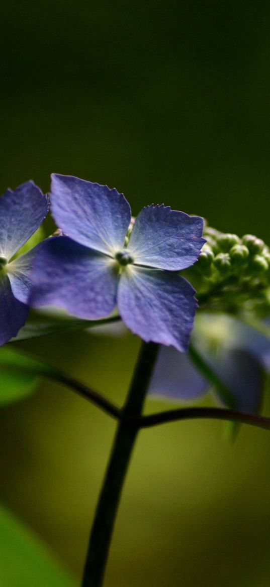 flowers, violet, lilac, green