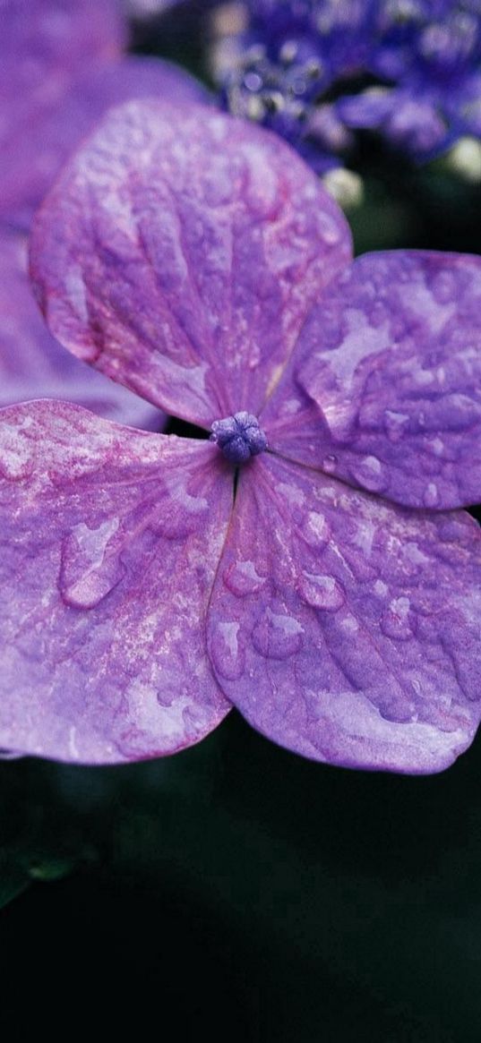 flowers, violet, lilac, drops, surface