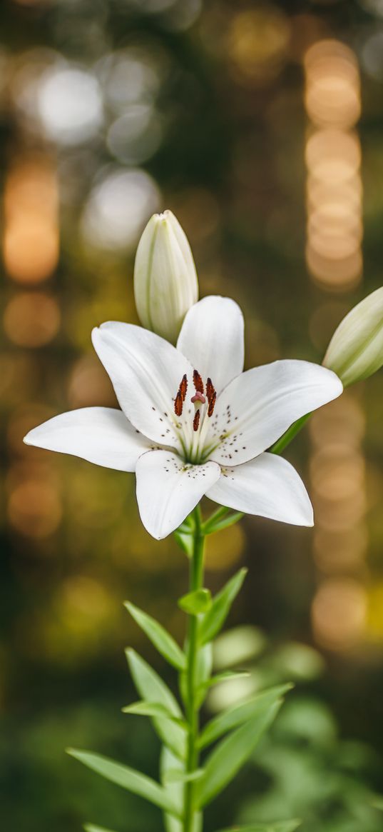 lily, petals, flower, macro, white