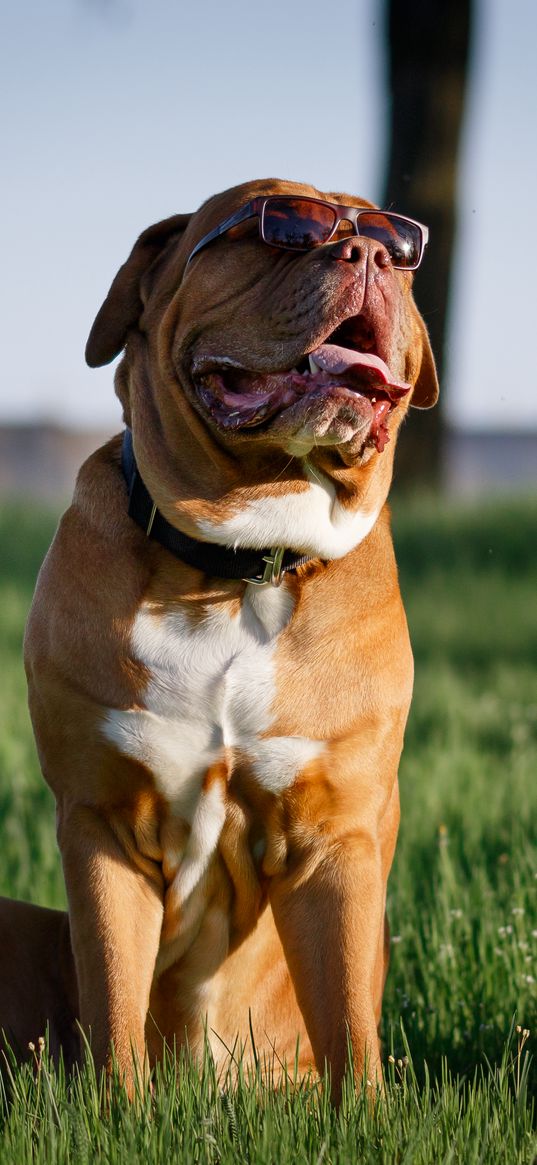 dog, protruding tongue, pet, sunglasses