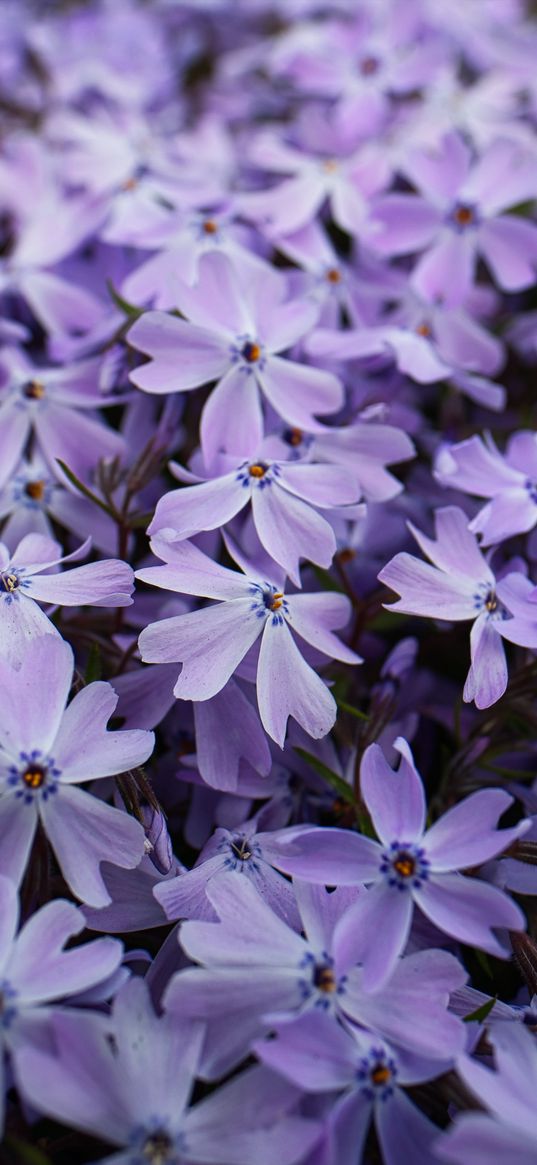 phlox, petals, flowers, purple